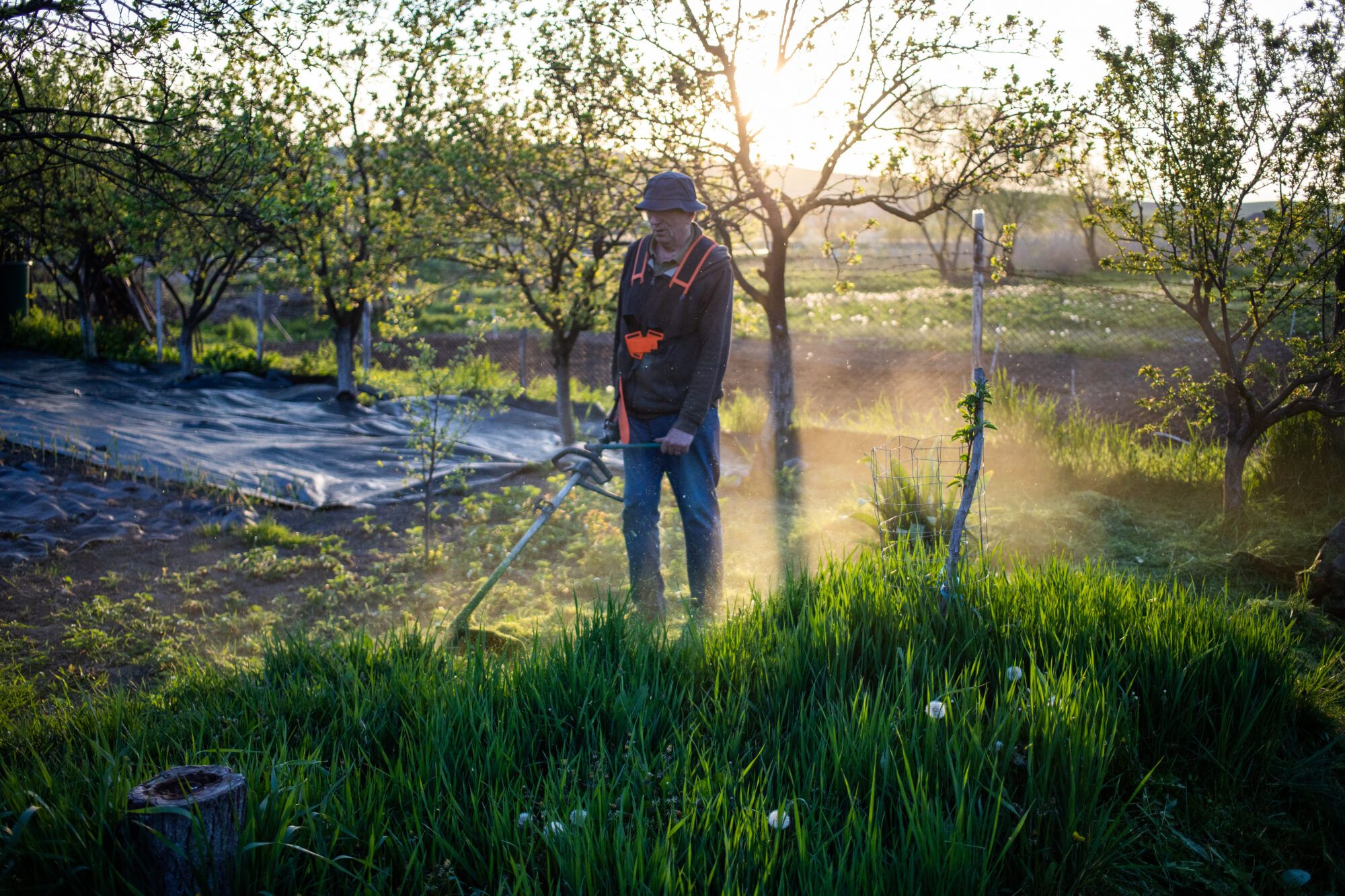 Lawn care professional mowing a green lawn at sunrise